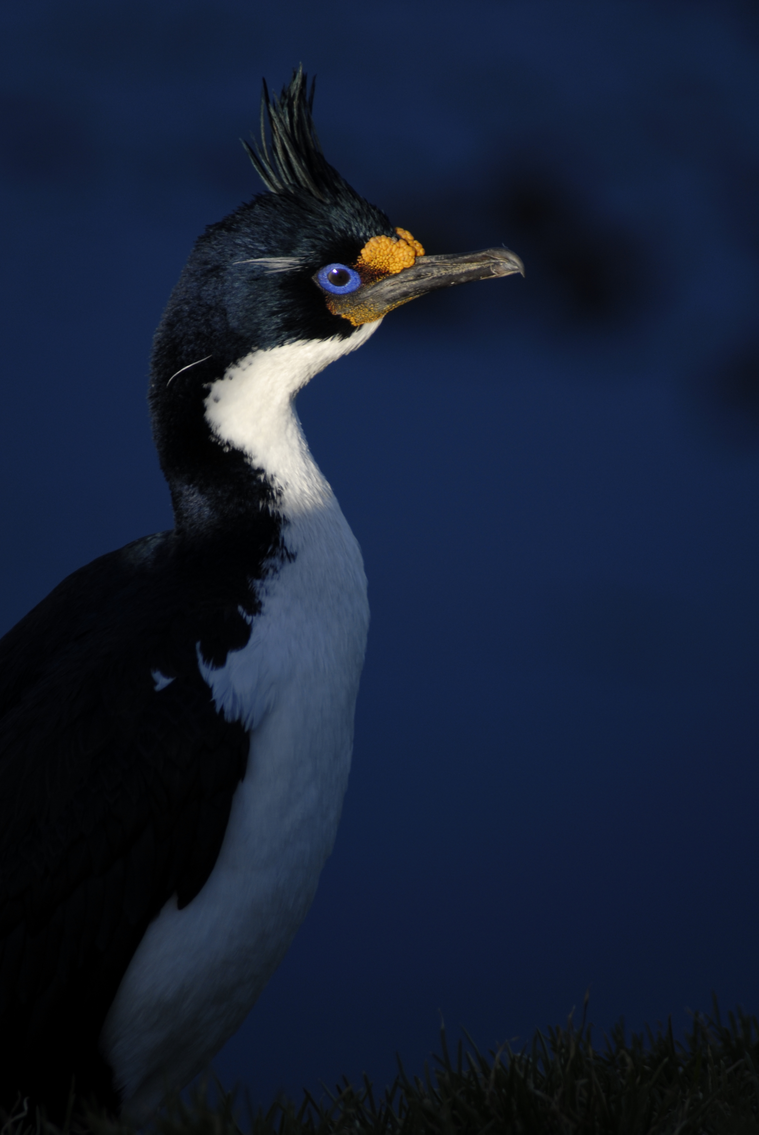 Cormoran de Kerguelen